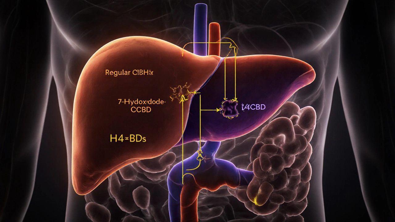 Liver with two metabolic pathways for CBD and H4CBD metabolites.