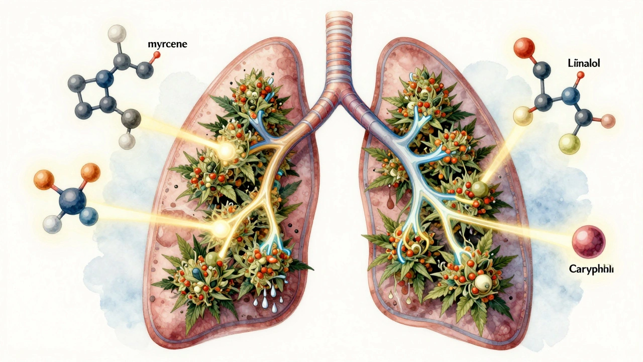 Botanische Darstellung von CBD-Blüten, die Terpene und Cannabinoide in die Lunge freisetzen.