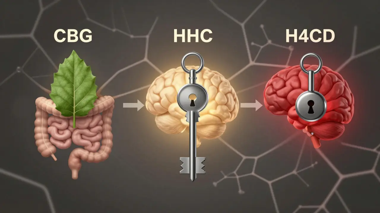 Drei verschiedene Cannabinoid-Schlüssel öffnen unterschiedliche Rezeptoren im Körper.