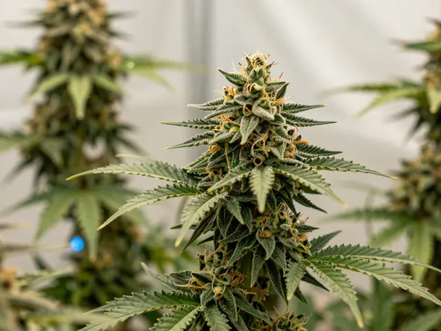 Welche Pflanze produziert am meisten CBD?