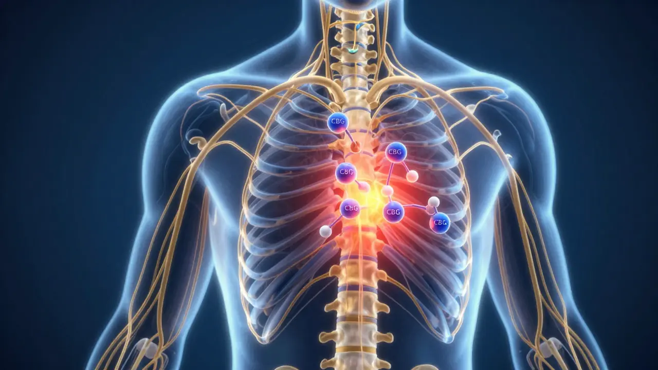 Ein menschliches Nervensystem mit CBG-Molekülen, die Schmerzsignale dämpfen, ohne berauschende Wirkung.