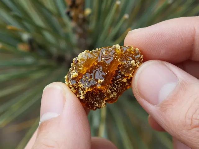 CBD-Hash: Woran erkennt man gute Qualität und wie fühlt es sich an?