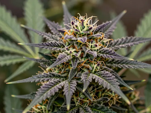 Was ist Cola Cannabis? Herkunft, Wirkung und Unterschiede erklärt