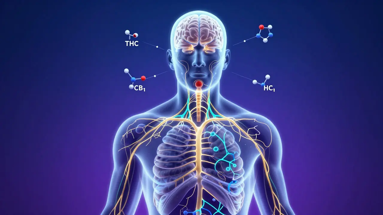 Abstrakte Illustration des Endocannabinoid-Systems im menschlichen Körper