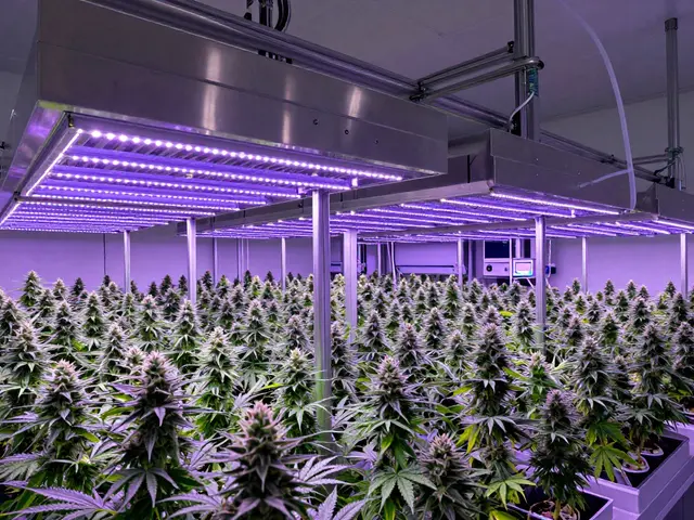 Wer ist der größte Cannabis-Hersteller? (Fokus: Cannabis-Wein & Industrie)