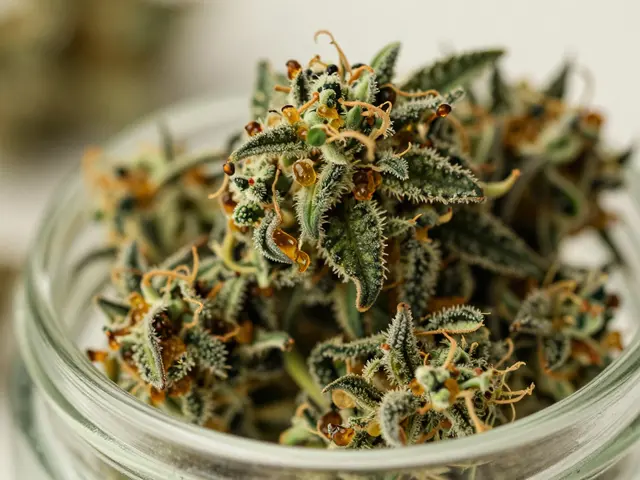 CBD-Blüten: Was kann man damit machen? Anleitungen, Rezepte & Tipps