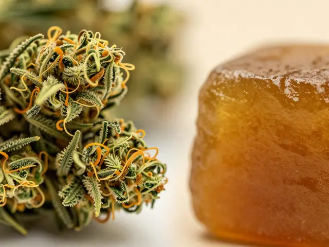 Hash High vs. Bud High: Unterschiede, Wirkung und Tipps für 2026